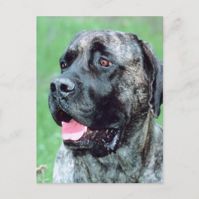 Dog Panting Postcard (Front)