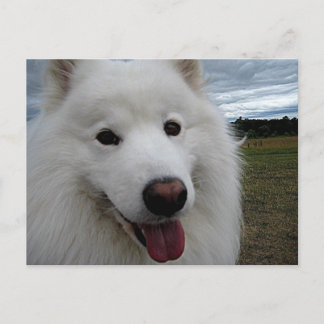 Dog Park Samoyed Postcard