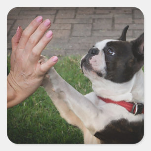 Dog, Paw, Domestic animal Square Sticker