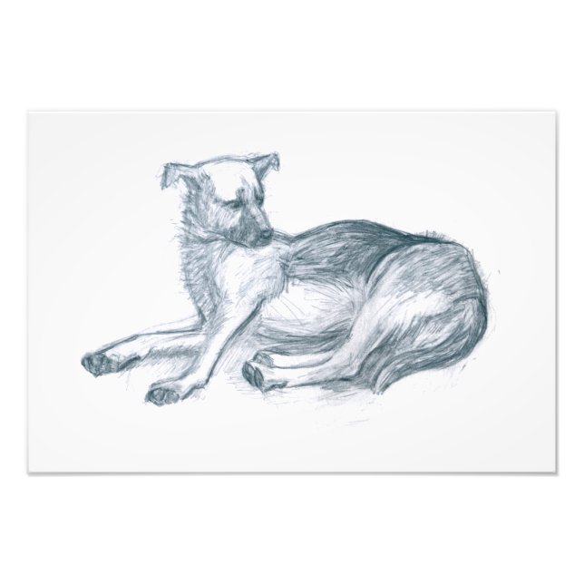 Dog. Pencil drawing. Photo Print (Front)