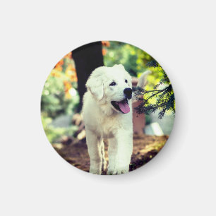 Dog, Pet, Canine Magnet