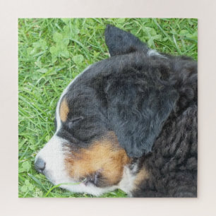 dog, pet, cute, animal, breed, puzzle,,puppy, jigsaw puzzle