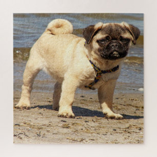 dog, pet, cute, animal, breed, puzzle,,puppy, jigsaw puzzle