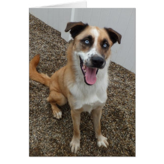 Dog Photo Card - Blu