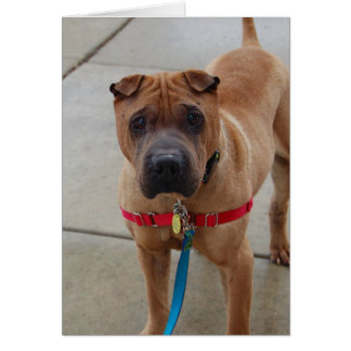 Dog Photo Card - Boomer