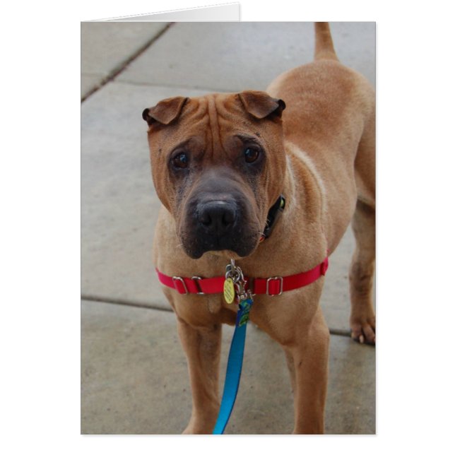 Dog Photo Card - Boomer (Front)