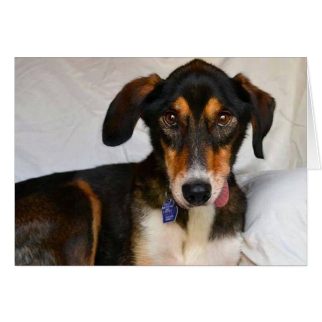 Dog Photo Card - Juniper (Front Horizontal)