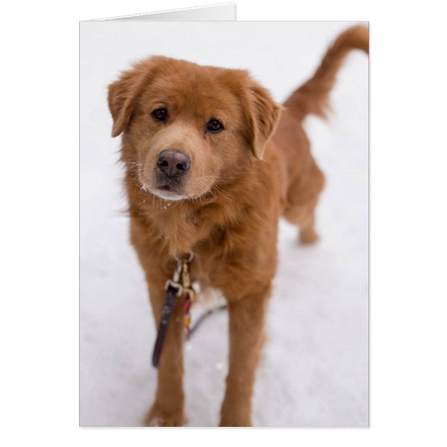 Dog Photo Card - Marley (Front)