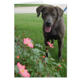 Dog Photo Card - Max