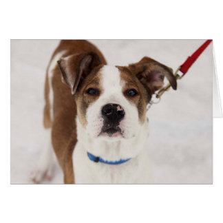 Dog Photo Card - Peyton