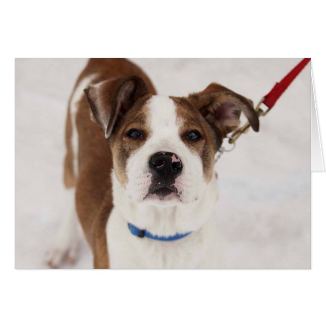 Dog Photo Card - Peyton (Front Horizontal)