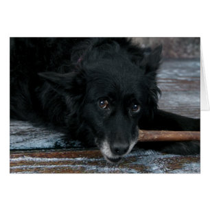 Dog photo card - Toto