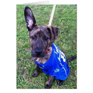 Dog Photo Card - Zero