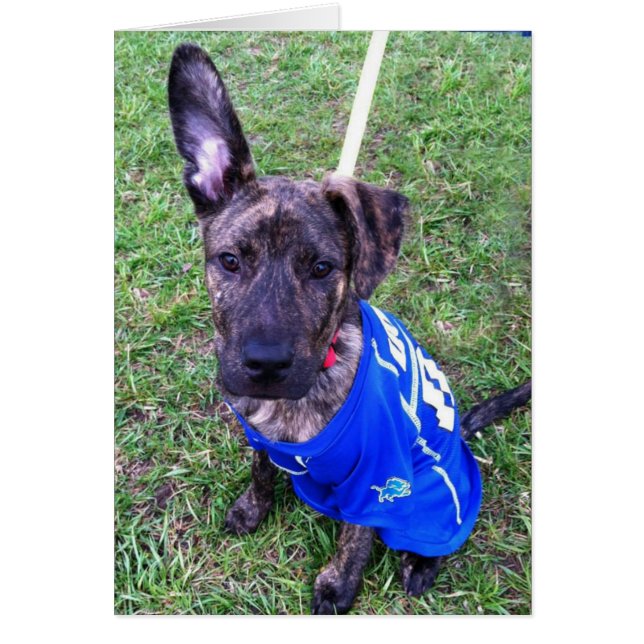 Dog Photo Card - Zero (Front)