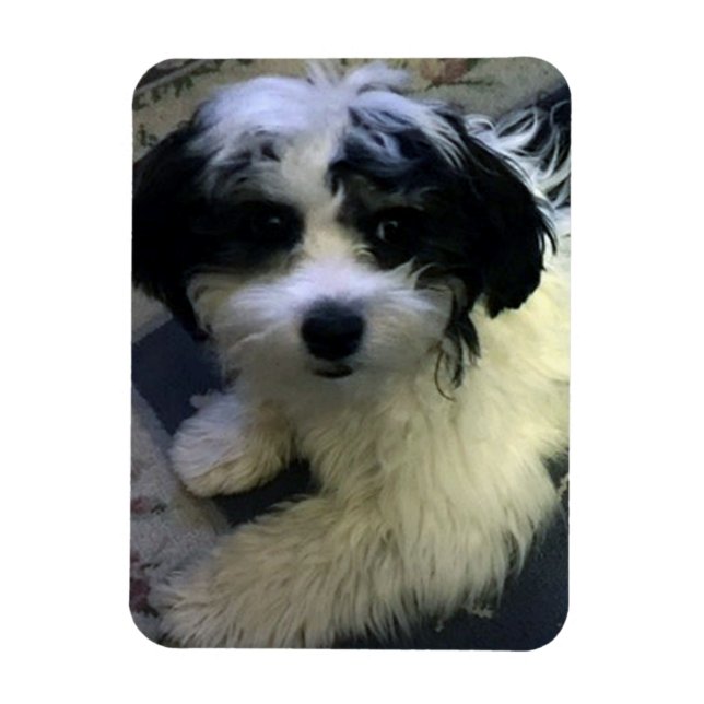 Dog Photo Magnet, K-Cee Magnet (Vertical)