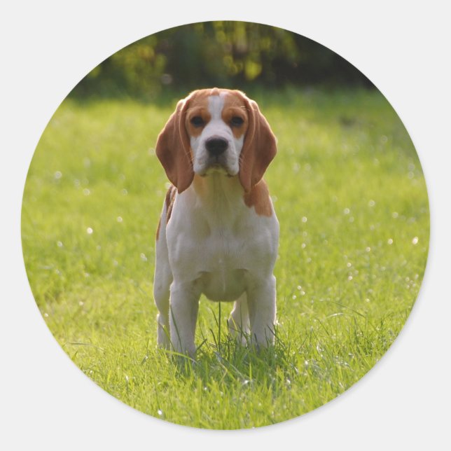 Dog Photo Personalised Classic Round Sticker (Front)