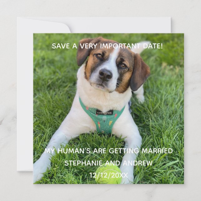 Dog Photo Save The Date Engagement  Card (Front)