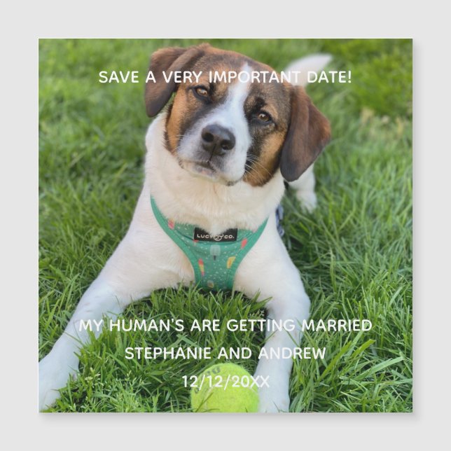 Dog Photo Save The Date Engagement  Card Magnet (Front)