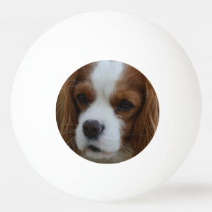 Dog Ping Pong Ball