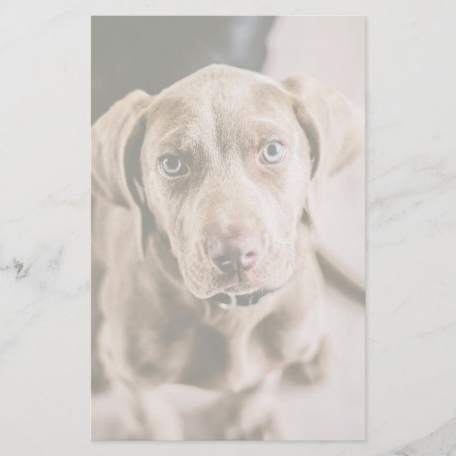 Dog portrait (Front)