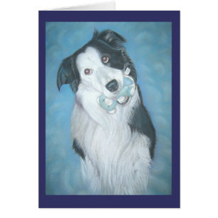 dog portrait of cute border collie with teddy bear