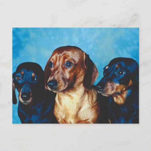 Dog Portrait Postcard (Front)