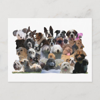 Dog Portraits Postcard