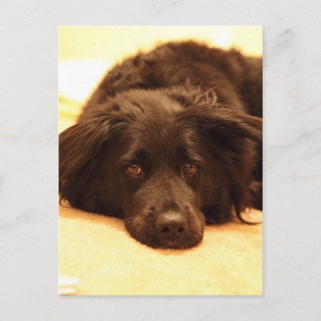 Dog postcard (Front)