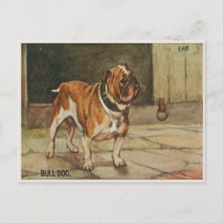 Dog Postcard With Tough Bull Dog