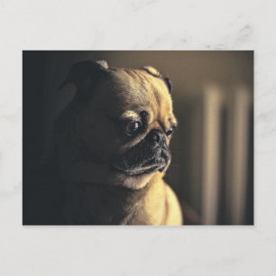Dog Pug Puppy Pet Animal Canine Purebred Postcard