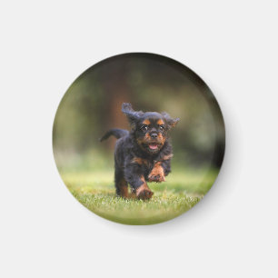 Dog, Puppy, Cavalier Magnet