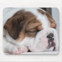 dog, puppy, pet