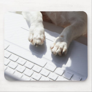 Dog putting his hands on a laptop mouse pad