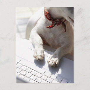 Dog putting his hands on a laptop postcard