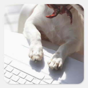 Dog putting his hands on a laptop square sticker