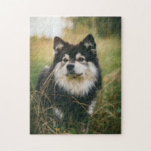 Dog Puzzles Animal Pic Cute Sad Puppy Puppy Photog