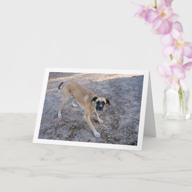 Dog Ready to Play Card (Orchid)