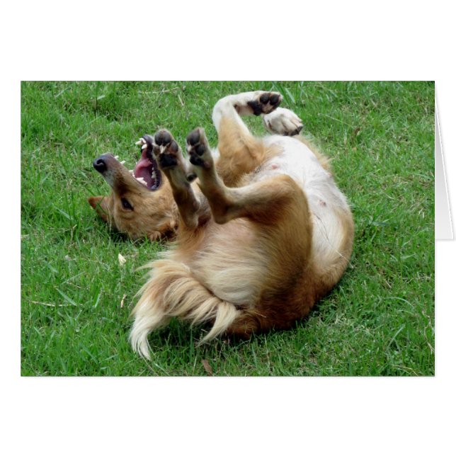 Dog rolling in grass (Front Horizontal)
