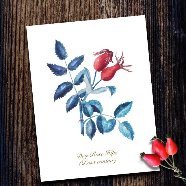 Dog Rose Hips Hand Drawn Watercolor Artwork Postcard (Creator Uploaded)