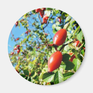 Dog Rose Hips Magnet