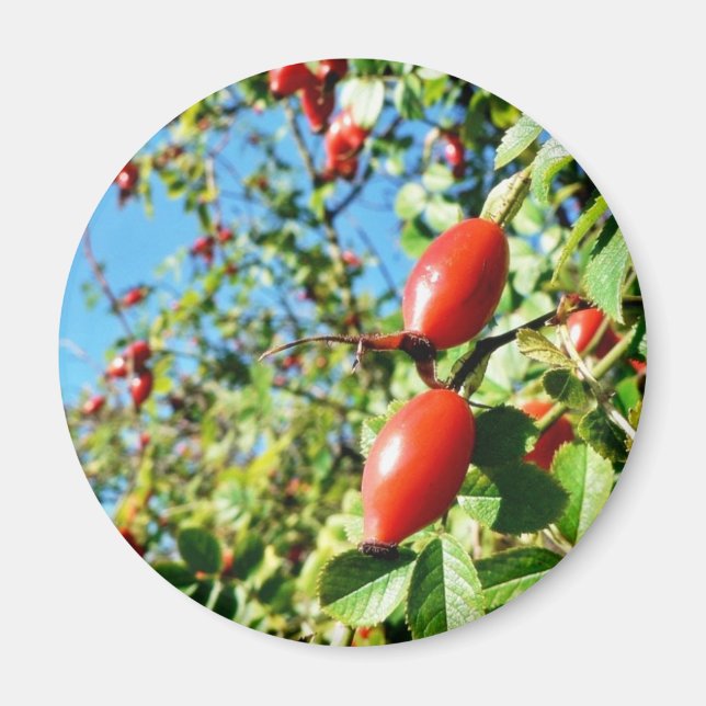 Dog Rose Hips Magnet (Front)