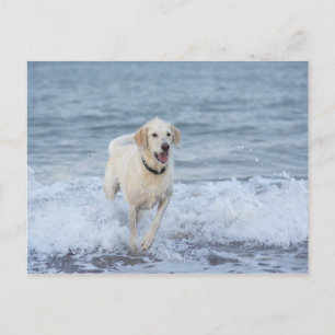 Dog running in water at beach. postcard