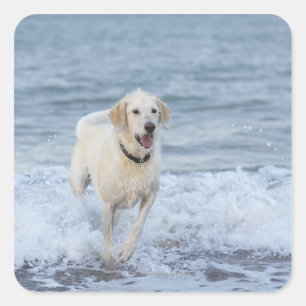 Dog running in water at beach. square sticker