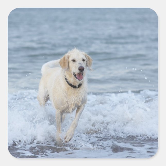 Dog running in water at beach. square sticker (Front)