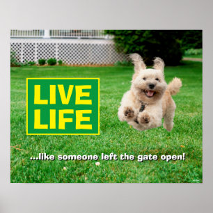 Dog Running In Yard Poster