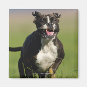 Dog Running Magnet