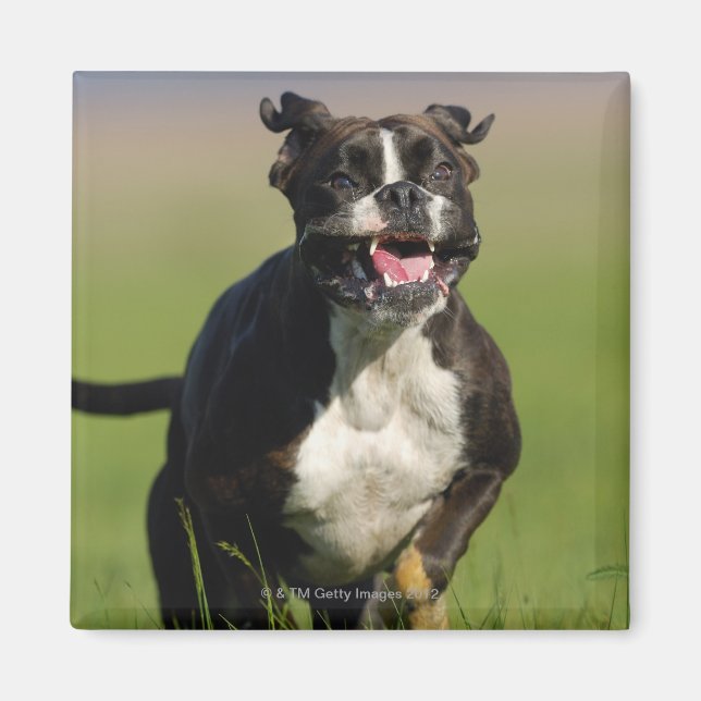 Dog Running Magnet (Front)