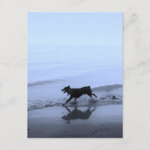 Dog Running on Beach Postcard