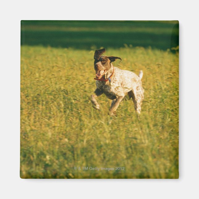 Dog running through grass magnet (Front)