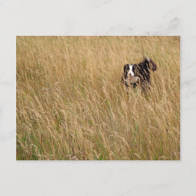 Dog running through grass postcard (Front)